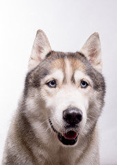 Cute Siberian Husky sitting in front of a white background. Portrait of husky dog with blue eyes isolated on white. Copy space
