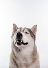 Siberian Husky sitting around soap bubbles in front of a white background. Portrait of husky dog with blue eyes isolated on white. Copy space