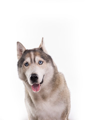 Cute Siberian Husky sitting in front of a white background. Portrait of husky dog with blue eyes isolated on white. Copy space