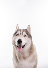 Cute Siberian Husky sitting in front of a white background. Portrait of husky dog with blue eyes isolated on white. Copy space