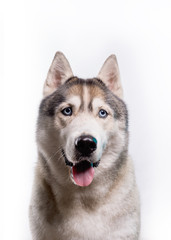 Cute Siberian Husky sitting in front of a white background. Portrait of husky dog with blue eyes isolated on white. Copy space