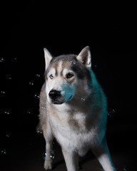 Siberian Husky sitting around soap bubbles in front of a black background. Portrait of husky dog with blue eyes