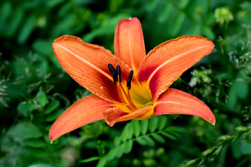 orange lily in the garden