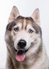 Cute Siberian Husky sitting in front of a white background. Portrait of husky dog with blue eyes isolated on white. Copy space