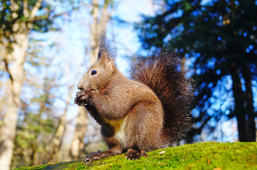 A squirrel with black fluffy fur sits on a stone covered with green moss and eats nuts on a sunny day