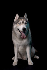Siberian Husky sitting in front of a black background. Portrait of husky dog with blue eyes in studio. Copy space