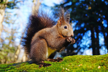 Naklejka na ściany i meble A squirrel with black fluffy fur sits on a stone covered with green moss and eats nuts on a sunny day