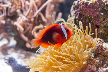 クマノミとイソギンチャク