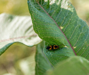 Green Leaf with an Orange Bug