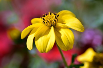 Gartenblumen