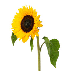 Close up front little bit turned view of yellow blooming sunflower with leafs. Isolated on white...