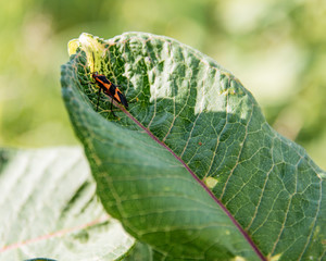 Green Leaf with an Orange Bug