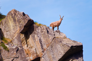Ibex on a rock in Gran Paradiso national park, Italy Alps mountains