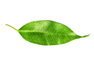 Fototapeta na wymiar Citrus tree leaf isolated on white background.