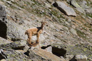 Young Ibex on the stone in Gran Paradiso national park fauna wildlife, Italy Alps mountains