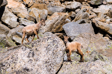 Young Ibex on the stone in Gran Paradiso national park fauna wildlife, Italy Alps mountains