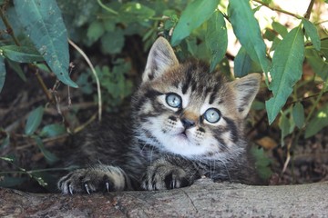 Fototapeta premium cat in garden