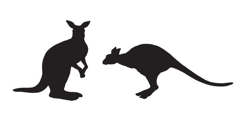 Kangaroo. Vector drawing