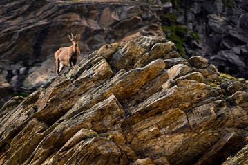 Fototapeta na wymiar Ibex on the stone in Gran Paradiso national park fauna wildlife, Italy Alps mountains