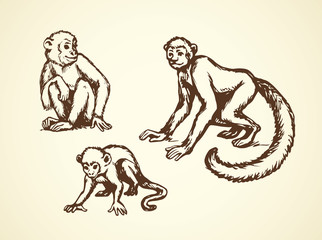 Lemur. Vector illustration