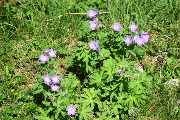 Geranio Silvano (Geranium Sylvaticum)