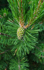Naklejka na ściany i meble Young green cedar cones on a branch of a young cedar.