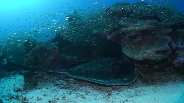 Blotched fantail ray, Taeniura meyeni