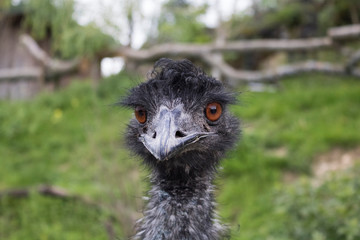 Vogelstrauss Portrait