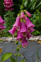 Blooming pink foxglove flower in the summer garden close-up. Beautiful flower during flowering. © lizaveta25