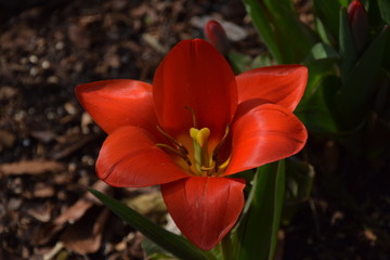 Geranie , rot