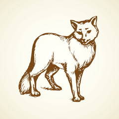 Wolf. Vector drawing