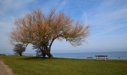Baum an Ostseek&uuml;ste