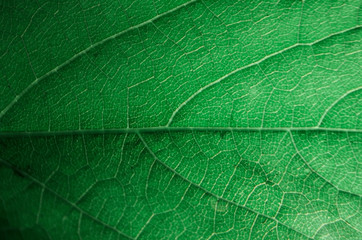 Naklejka na ściany i meble texture of leaf