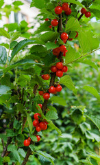 Fototapeta premium Red berries of a felted cherry on the branches. Little cherry berries.