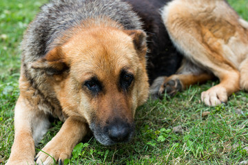 Old, very sick german shepherd lies in green grass ,portrait shot focus on the eyes.