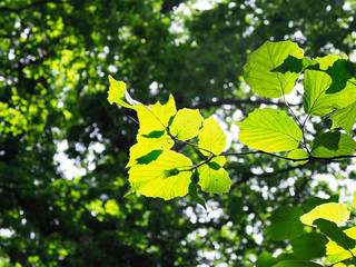 Obraz premium OLYMPUS DIGITAL CAMERA