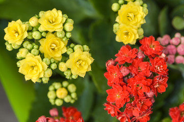 Beautiful flowers in the wild