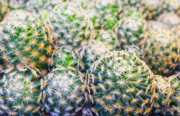 Group cactus flowers in cactus garden,Mammillaria scrippsiana,Eriocactus leninghausii,green nature...