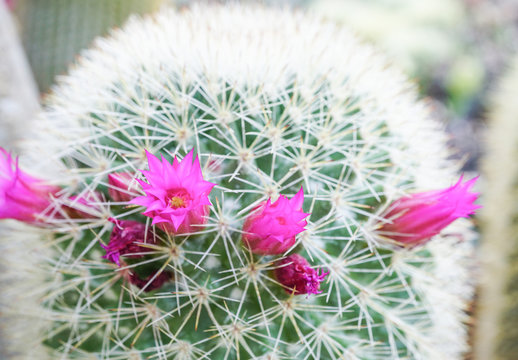 Group pink cactus flowers blooming in cactus garden,Mammillaria scrippsiana,Eriocactus leninghausii
