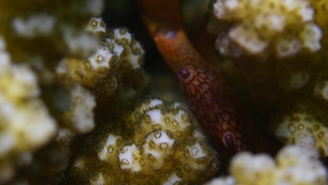 Red-spotted coral crab, Trapezia rufopunctata macro closeup