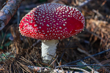 Amanita toxic poison red mushroom in the forest close up. Macro photography
