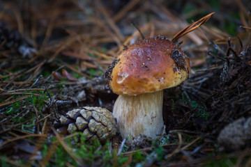 large white mushroom in the forest. autumn harvest of mushrooms after rain