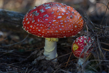 mushrooms grow in the forest