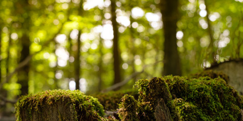 Wald Baumstumpf Moos