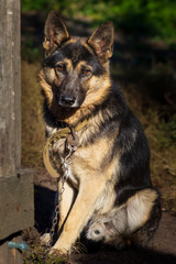 Dog on a chain guards yard close-up