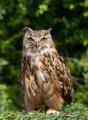 Eagle-owl, budo budo
