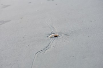 Sea Shell on the beach