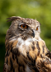 Eagle-owl, budo budo