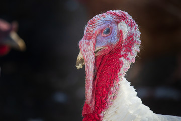 White turkey portrait