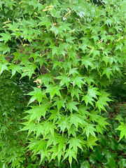 the maple green leaves background